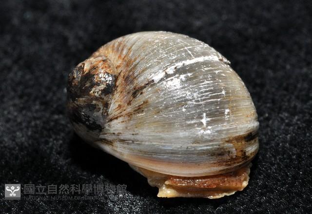 安東尼玉螺藏品圖，第3張
