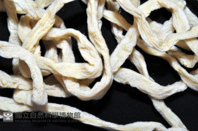 未知種紐蟲藏品圖，第3張