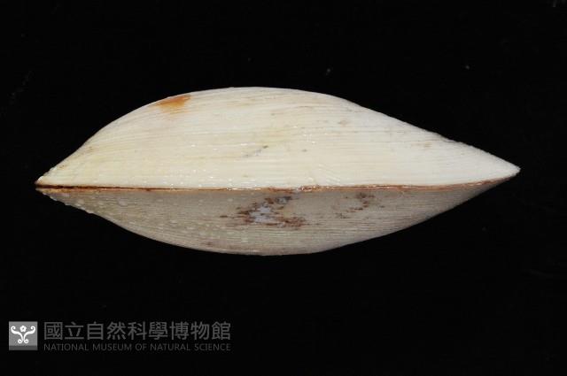 雪爪蛤之一種藏品圖，第3張