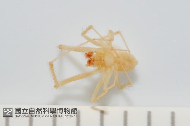蘭嶼金姬蛛藏品圖，第3張