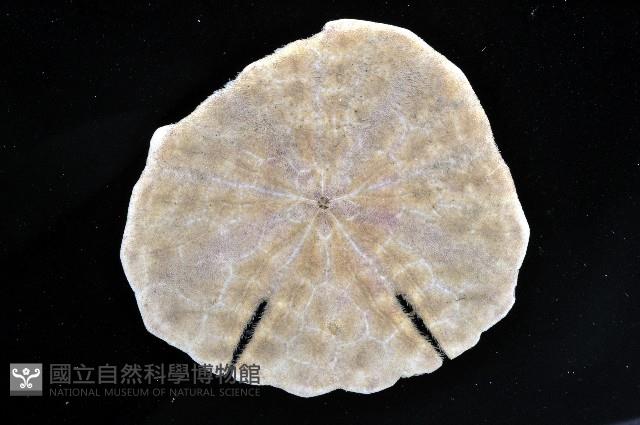 裂邊毛餅海膽藏品圖，第3張