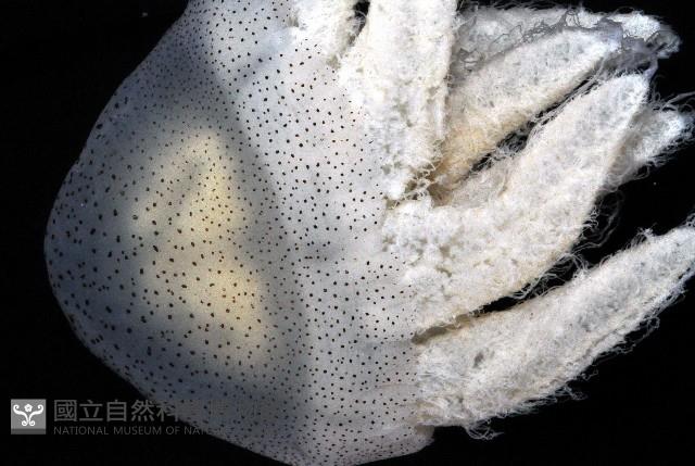 端鞭水母藏品圖，第3張