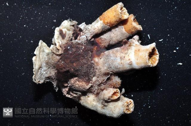軸樹珊瑚(軸木珊瑚)藏品圖，第3張