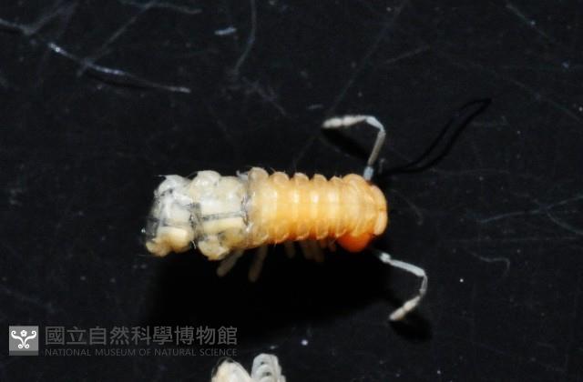 南方東京泡馬陸藏品圖，第3張