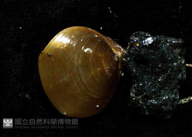 未知種酸漿貝(腕足類)藏品圖，第3張