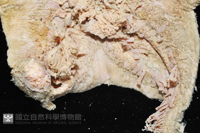 未知種薄膜海星藏品圖，第3張