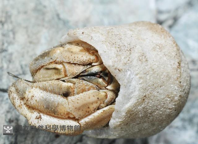 皺紋(灰白)陸寄居蟹藏品圖，第3張