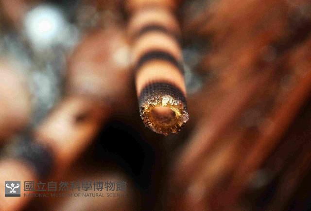 環刺棘海膽藏品圖，第3張