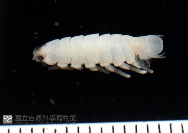 未知種縮頭水虱藏品圖，第3張