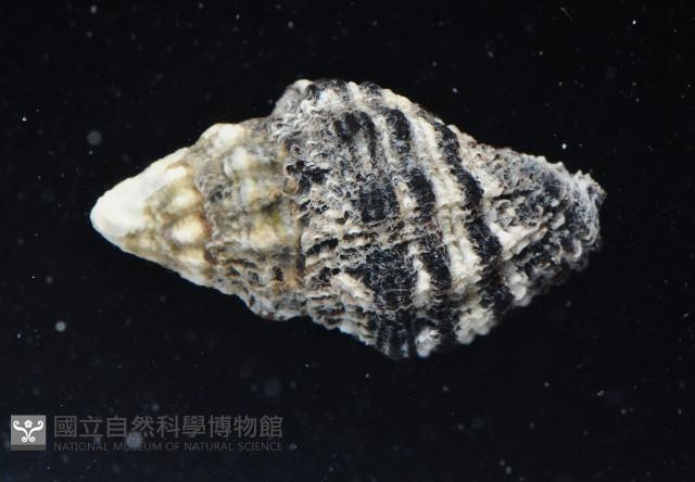 稜結螺藏品圖，第3張