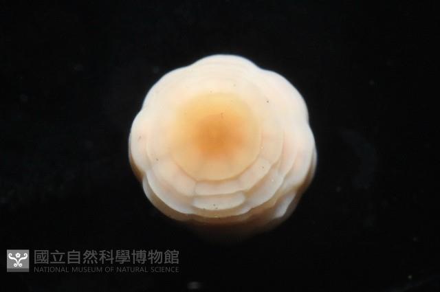 未知種海葵(海葵目)藏品圖，第3張