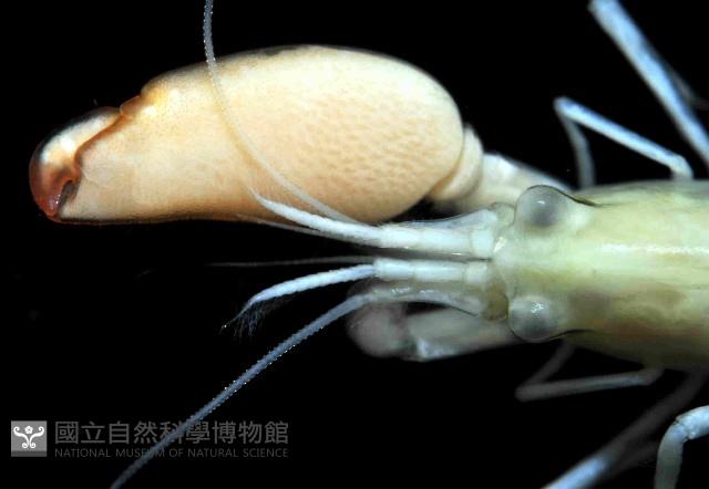 游泳槍蝦藏品圖，第3張