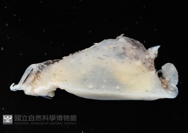 條紋背肛海兔藏品圖，第3張