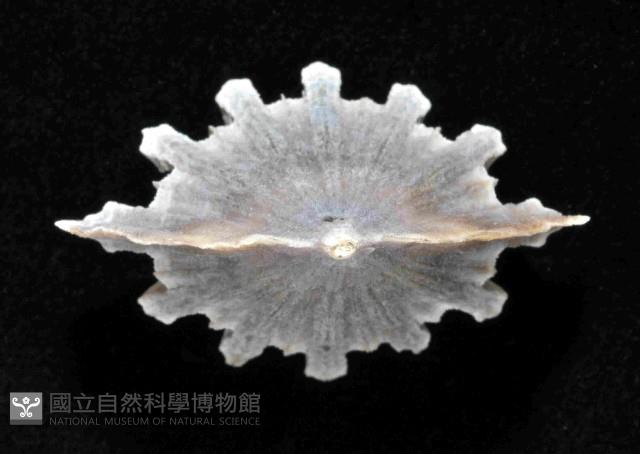 菱扇形珊瑚藏品圖，第3張