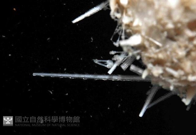 未知種侏儒頭帕(暫譯)藏品圖，第3張