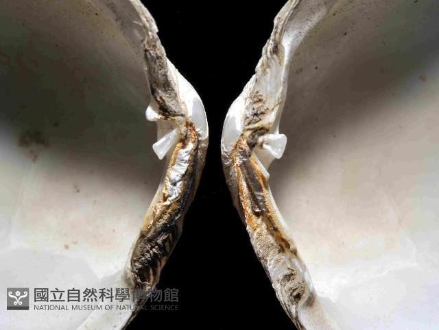 粗異白櫻蛤藏品圖，第3張