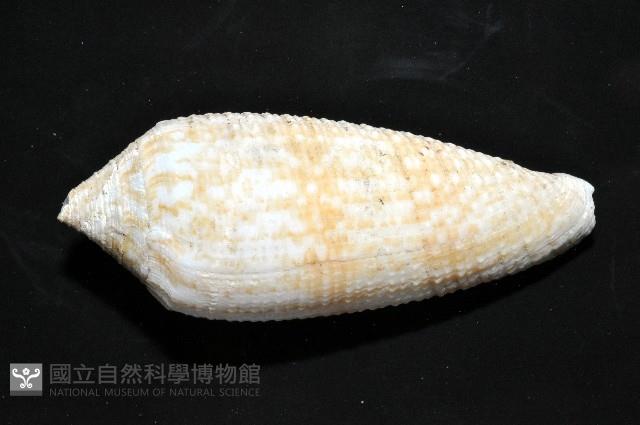 長芋螺藏品圖，第3張