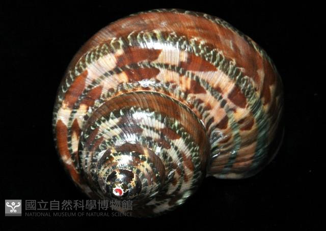 貓眼蠑螺藏品圖，第3張