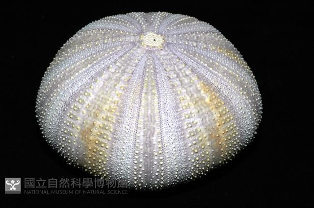 白棘三列海膽藏品圖，第3張