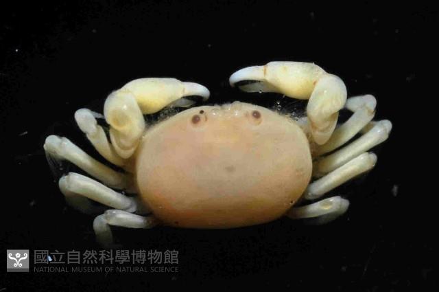 雙齒豆蟹藏品圖，第3張