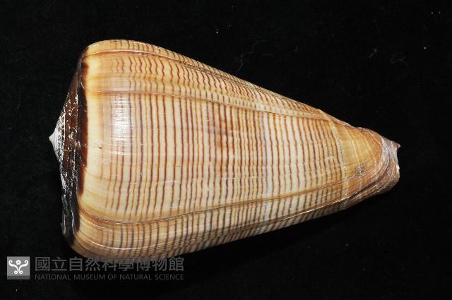 登錄號:007819-00057藏品圖，第3張