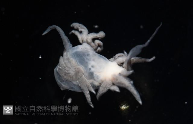 大西洋海神海蛞蝓藏品圖，第3張