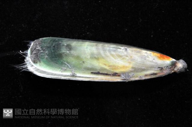鴨嘴海豆芽藏品圖，第3張