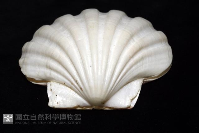 白碟海扇蛤藏品圖，第3張