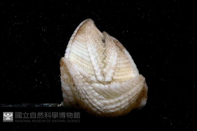 船型高花籠藏品圖，第3張