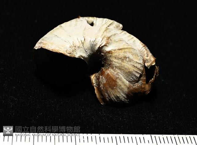 造殼海葵之一種藏品圖，第3張