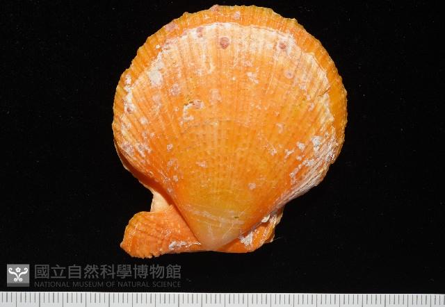 疏鱗海扇蛤藏品圖，第3張