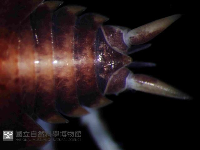 未知種臘鼠婦藏品圖，第3張