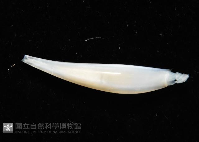 胖象牙貝藏品圖，第3張