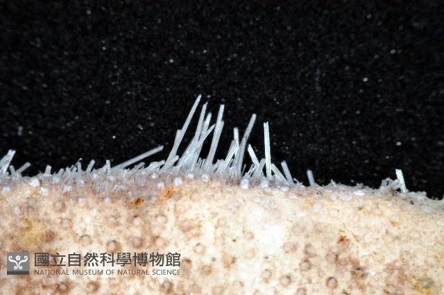 富士餅乾海膽藏品圖，第3張