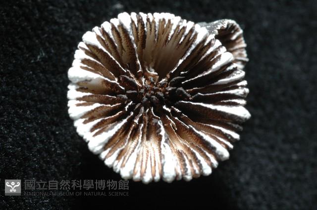 未知新種輪杯珊瑚藏品圖，第3張