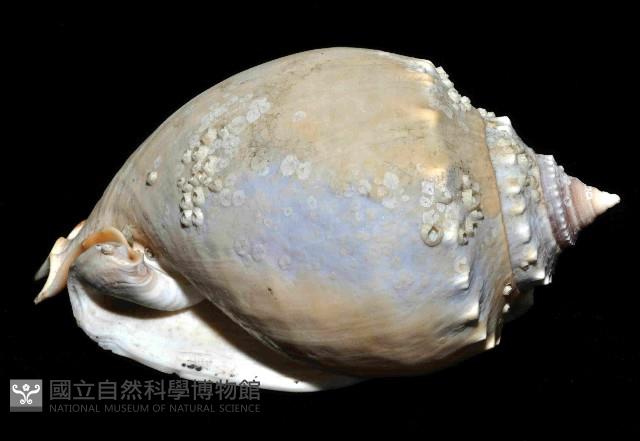 灰鬘螺藏品圖，第3張