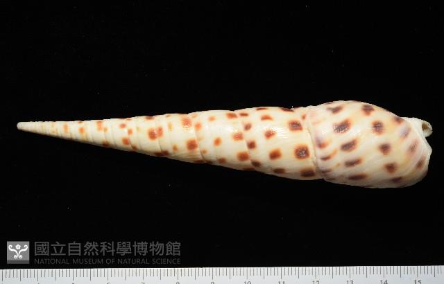 褐斑筍螺藏品圖，第3張