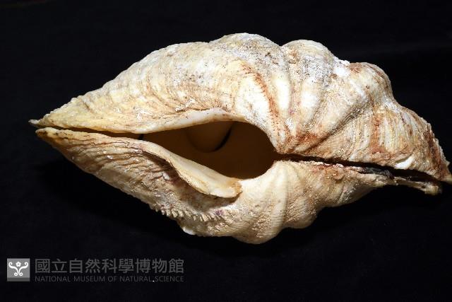 長硨磲蛤藏品圖，第3張