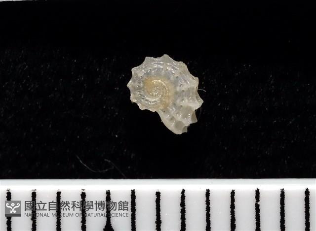 菲律賓花冠螺藏品圖，第3張