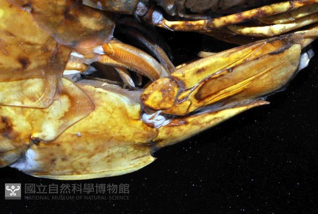 草蝦藏品圖，第3張