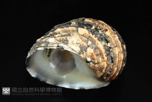 花圓蜑螺藏品圖，第3張