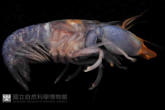 狄氏擬槍蝦藏品圖，第3張