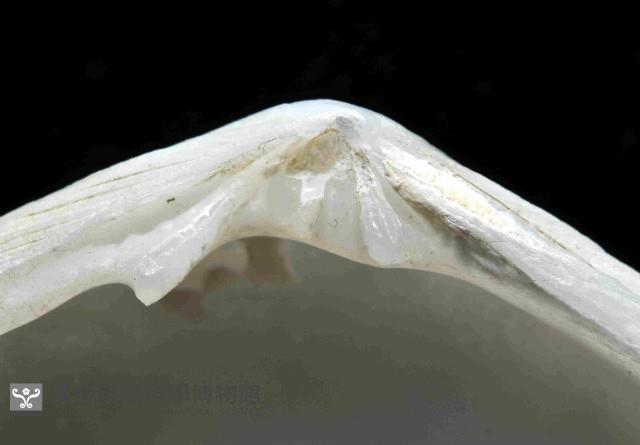 滿月(環肋)櫻蛤藏品圖，第3張