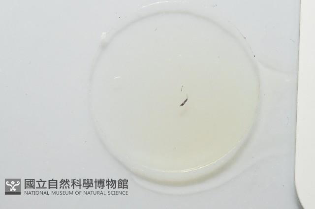 魚賁類絛蟲藏品圖，第3張