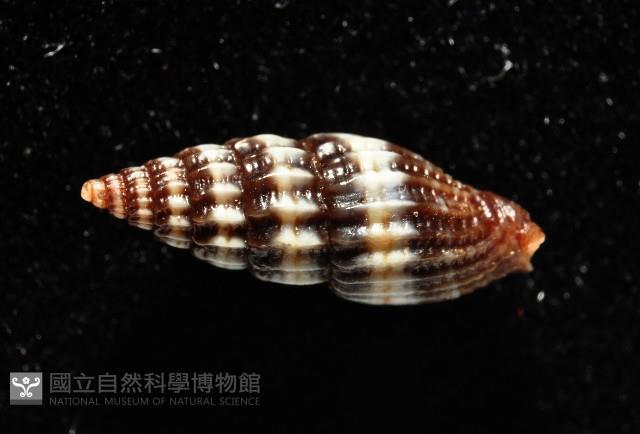 淑女蛹筆螺藏品圖，第3張