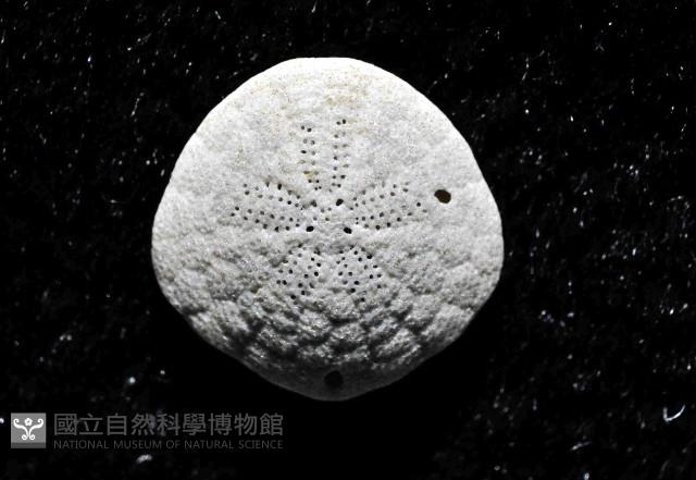 馬氏海錢(馬氏扣海膽)藏品圖，第3張