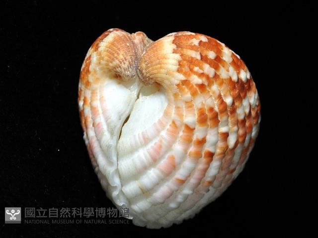 厚殼算盤蛤藏品圖，第3張
