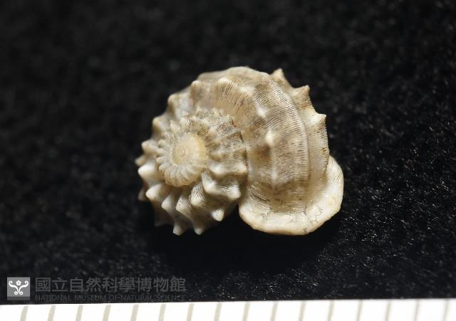 基隆花冠螺藏品圖，第3張