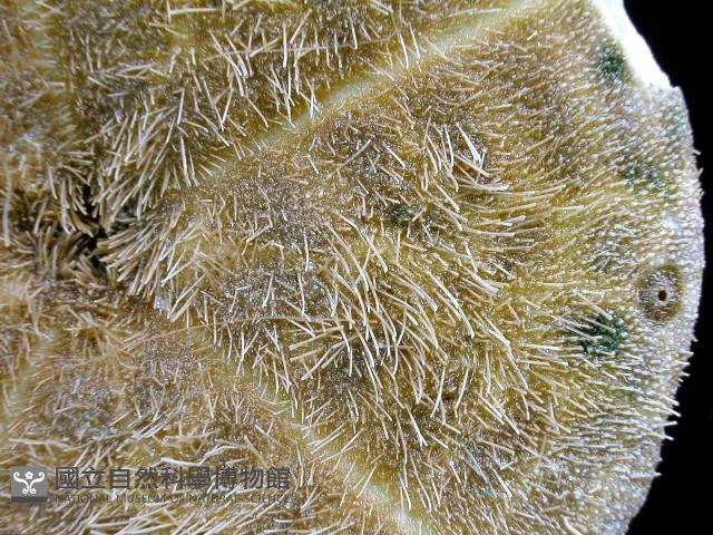 綠楯海膽藏品圖，第3張