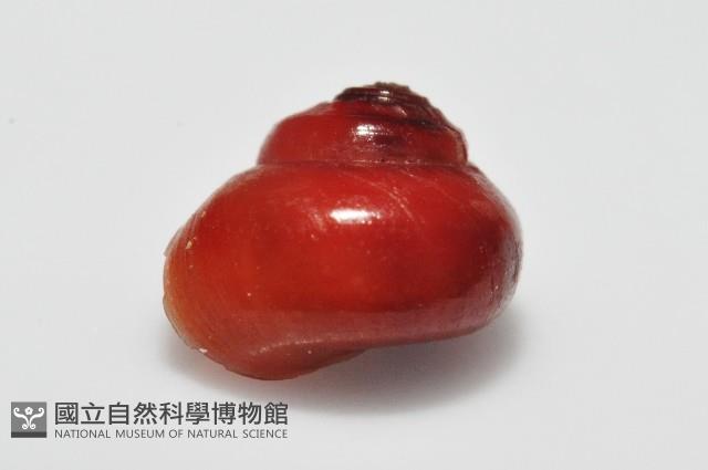 細雨蠑螺藏品圖，第3張